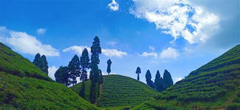 tea green nature  photo  pixabay pixabay