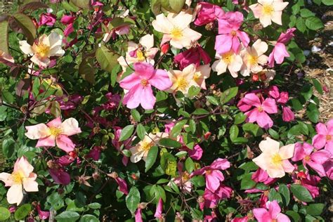 Rosa Chinensis Mutabilis – La Regina Service