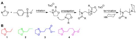 Scheme 1 A Cationic Ring Opening Polymerisation Of 2 Oxazolines With