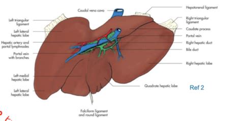 Liver Anatomy And Histology Flashcards Quizlet