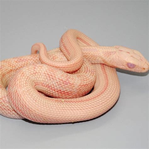 Albino Chinese King Rat Snake Babies