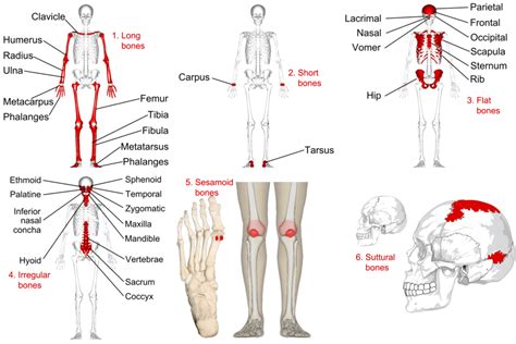 Short Bones In Human Body - ladygaga2012news