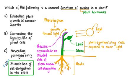 Question Video Identifying The Functions Of Auxins In Plants Nagwa