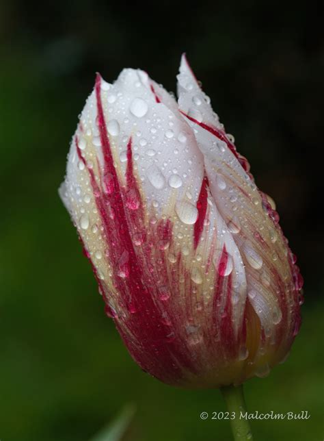 Tulip In The Rain Afternoon Rain On A Tulip In The Garden  Malcolm Bull Flickr