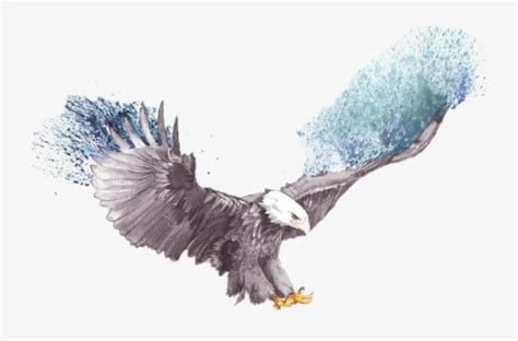 Flying Eagle Eagle Sketch Transparent PNG - 718x460 - Free Download on ...