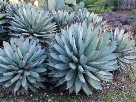 Agave Macroacantha World Of Succulents