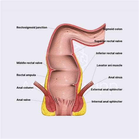 Rectum And Anal Canal Media Library Anatomy App Learn Anatomy