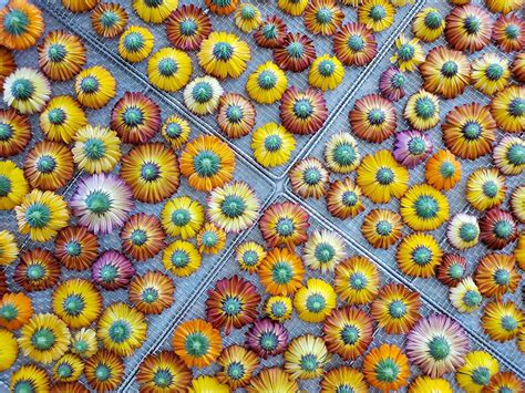 All About Calendula: How to Grow, Harvest, Dry, & Use Calendula Flowers