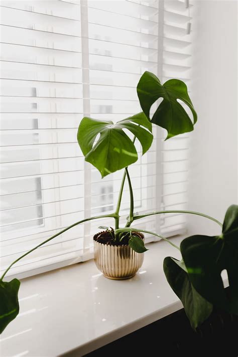 Whatever the Weather (Cold Weather Care for Indoor Plants) – Library Voices