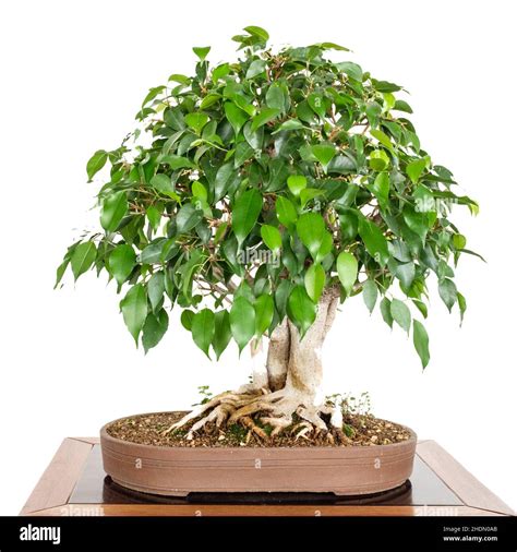 bonsai tree, weeping fig, bonsai, bonsai trees, weeping figs Stock ...