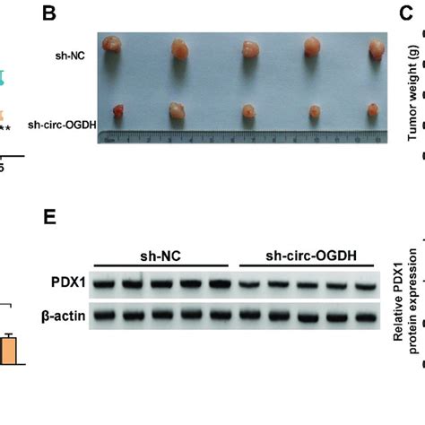 Circ Ogdh Promoted Escc Growth In Vivo A Tumor Volumes Of Mouse