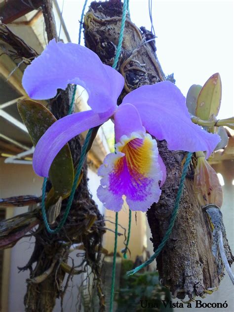 Orquídea Una Vista A Boconó