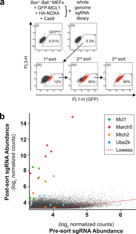 March Requires Mtch To Coordinate Proteasomal Turnover Of The Mcl