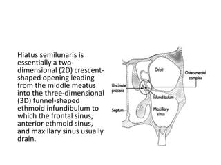 Endoscopic Endonasal Anatomy.pptx