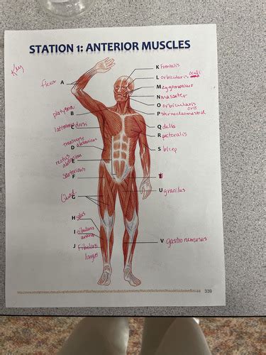 Muscular System Flashcards Quizlet