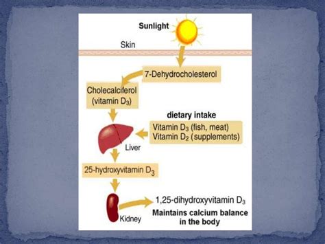 Calcium metabolism