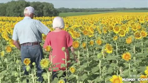 Man Plants 1 2million Sunflowers For Wife S Surprise 50th Wedding