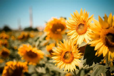 Hd Wallpaper Beautiful Sunflowers Field Wallpaper Flare