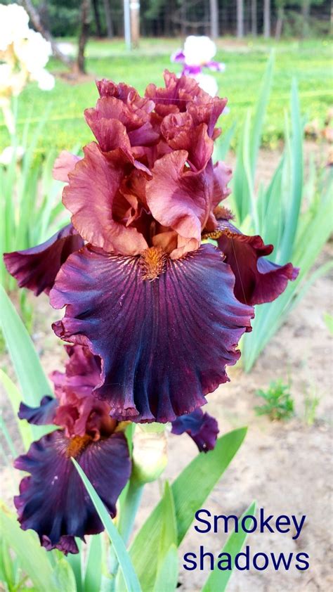 Smokey Shadows Tb Iris Bearded Iris Iris Shadow