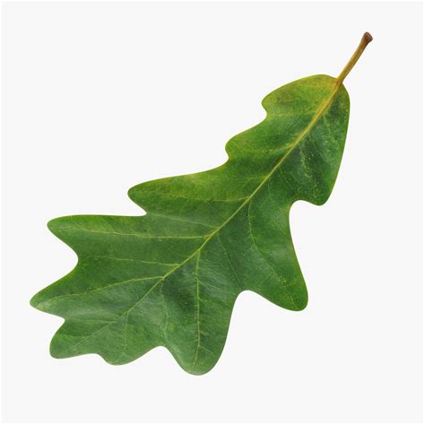 Oak Leaf 3d Model 19 3ds C4d Fbx Ma Obj Max Usdz