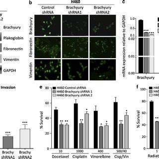 Overexpression Of Brachyury Attenuates Tumor Cell Proliferation And