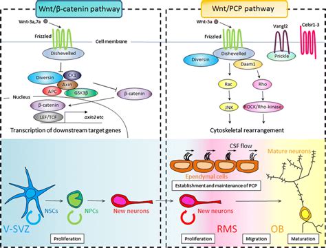 Roles Of Wnt Signaling In The Adult V Svz Neurogenic Niche In The