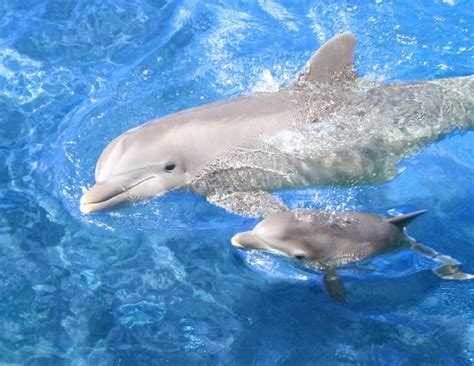 Oh, baby! Meet Sea Life Park Hawaii's newborn dolphin. - Hawaii Magazine