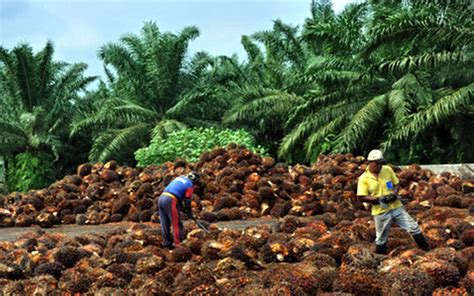 Bakrie Sumatera Plantations Bukukan Penjualan Sebesar Rp1,14 Triliun - Annual Report ID