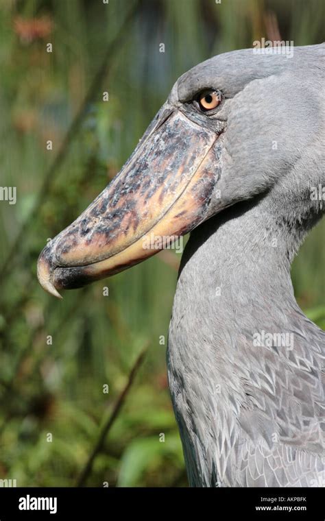 Shoebill Balaeniceps Rex Stock Photo Alamy