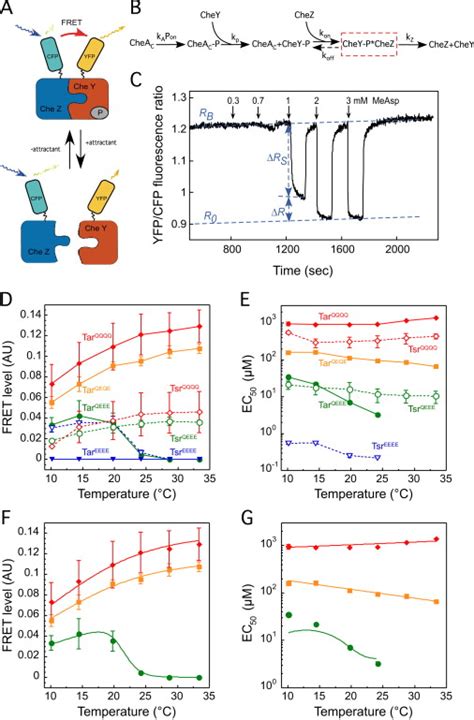 Thermal Robustness Of Signaling In Bacterial Chemotaxis Cell