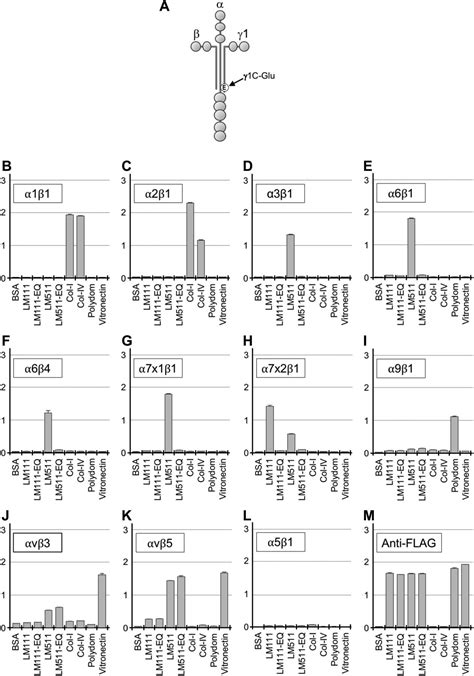 Laminin γ1 C Terminal Glu To Gln Mutation Induces Early