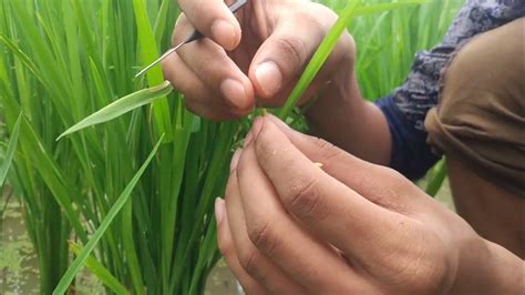 Emasculation And Pollination In Rice Plant Breeding Hybridization Hybrid Rice Production