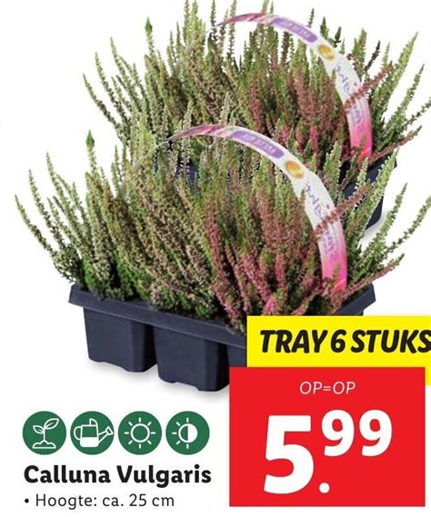 Calluna Vulgaris Aanbieding Bij Lidl