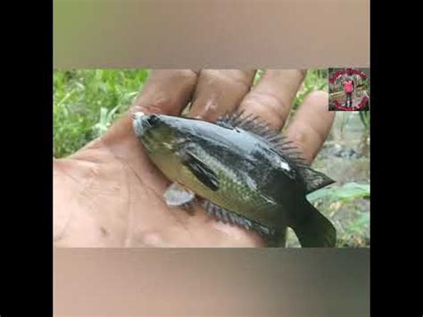 Mancing Ikan Betok Di Spots Tersembunyi Ikan Betoknya Jumbu Youtube