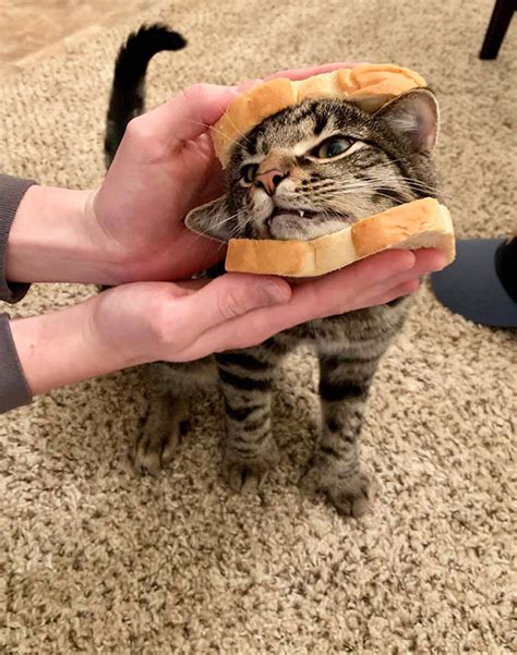 Cats In Bread