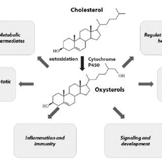 Physiological And Pathological Effects Of Oxysterol A Higher