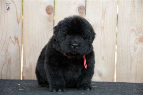 Notta Bear Newfoundlands Olga Adorable Week Old Newfoundland Puppy