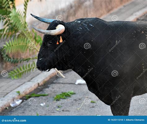 Toro Nero In Spagna Contro Il Bullring Fotografia Stock Immagine Di