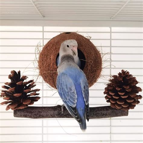 Natural Parakeet Nest Bird House With Coconut Bird Nests For Cages Bird ...