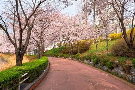 Premium Photo Blooming Sakura Cherry Blossom Alley In Park