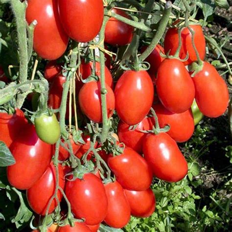 Proven Winners 4.25 in. Grande Proven Selections San Marzano Heirloom ...