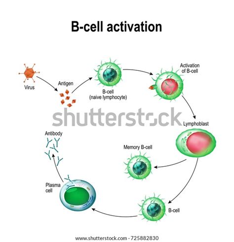 Activation Bcell Leukocytes Lymphoblast Activation Memory Stock