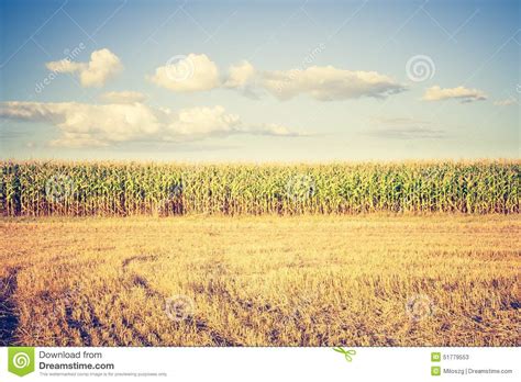 Vintage Photo Of Corn Field Stock Image Image Of Growth Grain 51779553