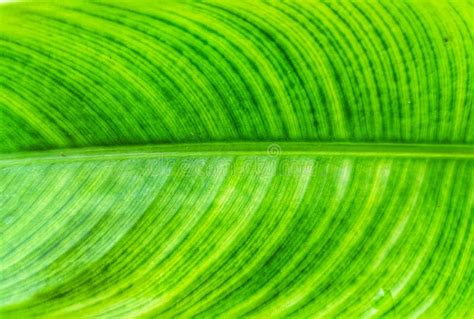 Light Green Banana Leaf Texture Banana Leaf Stock Photo Image Of Soil