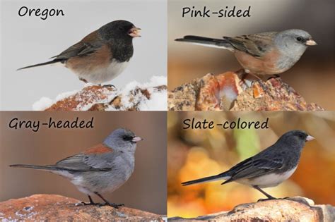 Bird of the Week – The Dark-eyed Junco – Pajarito Environmental ...