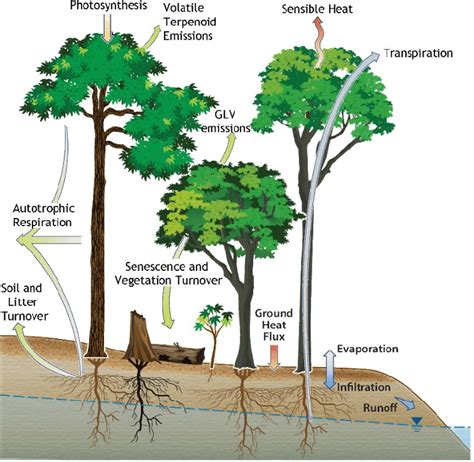 Rainforest Water Cycle Diagram