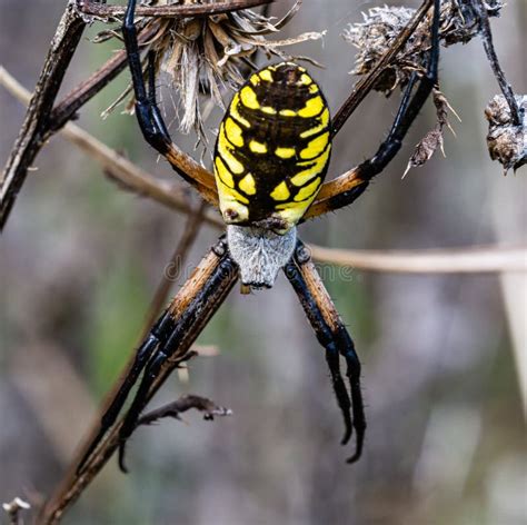 Aranha Preta Com Amarela - 6
