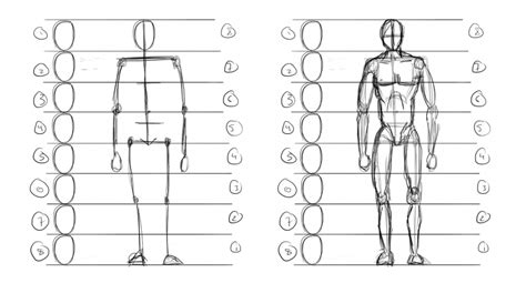 Proporciones De La Figura Humana