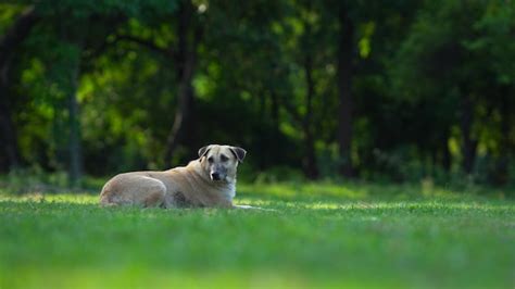 Perro Sentado En La Hierba Del Parque Foto Premium