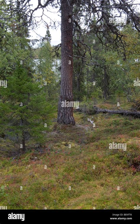 Sarek National Park Stock Photo - Alamy